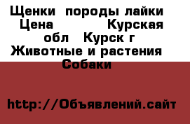 Щенки  породы лайки › Цена ­ 5 000 - Курская обл., Курск г. Животные и растения » Собаки   